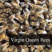 Virgin Queen Bees